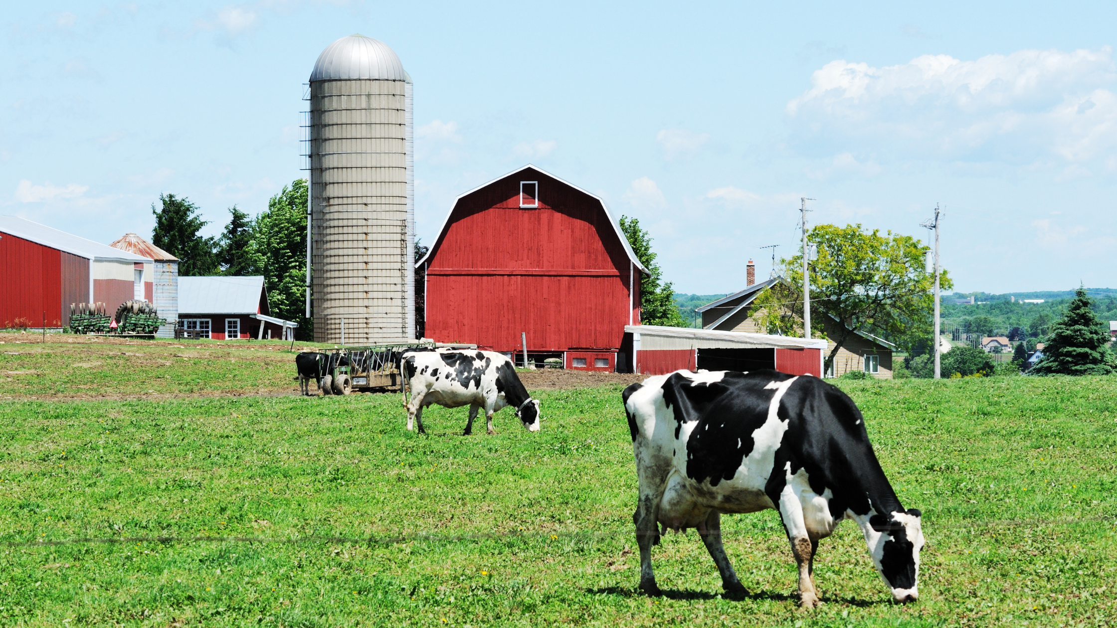 Dairy farm landscape with grazing cows, red barn, and silos, illustrating the agricultural setting for remanufactured compressors in cooling systems.